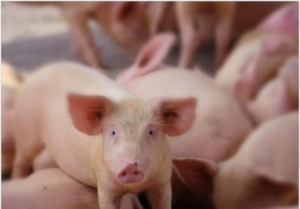 Почему разводить свиней выгодно